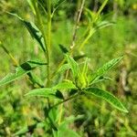 Helianthus giganteus leaf picture by I F (cc-by-sa)