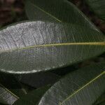 Ficus americana leaf picture by Nelson Zamora Villalobos (cc-by-nc)