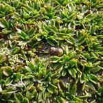 Azorella aretioides leaf picture by Fabien Anthelme (cc-by-sa)