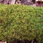 Selaginella apoda habit picture by William Coville (cc-by-sa)