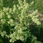 Rheum rhaponticum flower picture by Vetrovsky Tomas (cc-by-sa)