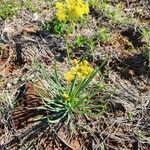 Bulbine abyssinica leaf picture by Susan Brown (cc-by-sa)