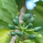 Cananga odorata fruit picture by Daniel Barthelemy (cc-by-sa)