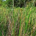 Eleocharis elegans habit picture by Justo Fernanda (cc-by-sa)