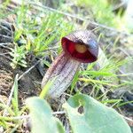 Arisarum simorrhinum flower picture by Llandrich anna (cc-by-sa)