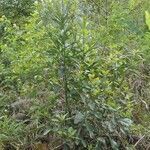 Litsea glutinosa habit picture by S. Dufour-Kowalski (cc-by-sa)