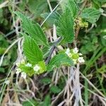 Lippia javanica flower picture by susan brown (cc-by-sa)