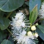 Amomyrtus meli flower picture by Daniel Barthelemy (cc-by-nc)