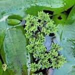 Azolla caroliniana leaf picture by Alexandre Crégu (cc-by-sa)