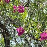 Chilopsis linearis leaf picture by SCAMPS_MX (cc-by-sa)