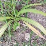 Hemerocallis fulva leaf picture by Ornel Jokerrr83 (cc-by-sa)