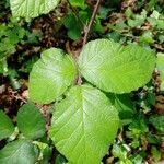 Rubus vestitus leaf picture by Yohann (cc-by-sa)