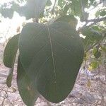 Ficus benghalensis leaf picture by Sudhanshu Kumar (cc-by-sa)