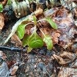 Pyrola elliptica leaf picture by Chris E (cc-by-sa)