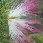 Calliandra rubescens flower picture by Nelson Zamora Villalobos (cc-by-nc)