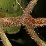 Miconia sparrei fruit picture by Nelson Zamora Villalobos (cc-by-nc)