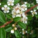 Cotoneaster dammeri flower picture by Reinhard Hampel (cc-by-sa)