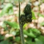 Hieracium murorum fruit picture by sa3082011 we (cc-by-sa)