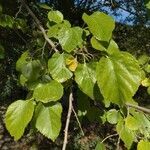 Morus nigra leaf picture by sedot (cc-by-sa)