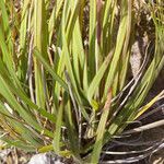 Paspalum pectinatum leaf picture by Nelson Zamora Villalobos (cc-by-nc)