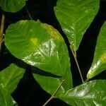 Adelia triloba leaf picture by Nelson Zamora Villalobos (cc-by-nc)
