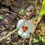 Calochortus dunnii flower picture by Henry Broeska (cc-by-sa)