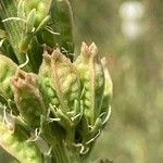Reseda alba fruit picture by laurent boniface (cc-by-sa)