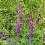 Vicia tenuifolia habit picture by Charles RAVEAUX (cc-by-sa)