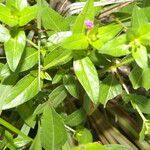 Cuphea carthagenensis habit picture by Nelson Zamora Villalobos (cc-by-nc)