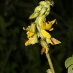 Crotalaria incana flower picture by Nelson Zamora Villalobos (cc-by-nc)