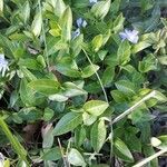 Vinca minor leaf picture by Cath Ord (cc-by-sa)