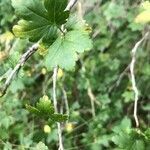 Ribes alpinum leaf picture by Christophe Eole (cc-by-sa)
