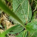 Verbascum phoeniceum leaf picture by Cristian Zanella Cristian Zanella (cc-by-sa)