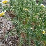 Argyranthemum filifolium leaf picture by Gonzalez Gonzalez Nayraatxoña (cc-by-sa)