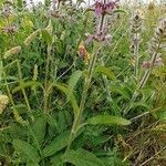 Stachys heraclea habit picture by López Javier (cc-by-sa)