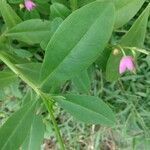 Talinum fruticosum leaf picture by pedrogc -- (cc-by-sa)