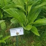 Gentiana pannonica leaf picture by Giuliano Giacometti (cc-by-sa)