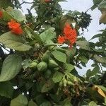 Cordia sebestena fruit picture by c chelle (cc-by-sa)