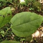 Cocculus orbiculatus leaf picture by Augustin Soulard (cc-by-sa)