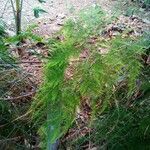 Asparagus setaceus leaf picture by Feya Sterling (cc-by-sa)