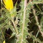 Scolymus grandiflorus leaf picture by Martin Bishop (cc-by-sa)