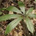 Pachira dolichocalyx leaf picture by R. Tournebize (cc-by-sa)