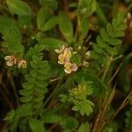 Ornithopus perpusillus habit picture by Bailhes Xavier (cc-by-sa)