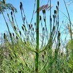Equisetum giganteum fruit picture by Trap Hers (cc-by-sa)