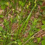 Carex pallescens leaf picture by Martin Bishop (cc-by-sa)