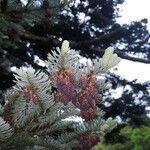 Abies procera flower picture by Daniel Ridley (cc-by-sa)