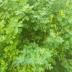 Coronilla valentina leaf picture by Lucie Hordie (cc-by-sa)