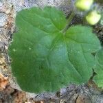 Asarina procumbens leaf picture by Bernard Andrieu (cc-by-sa)
