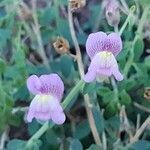Antirrhinum charidemi flower picture by Bernard Evrad (cc-by-sa)