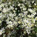 Saxifraga fragosoi flower picture by François Combe (cc-by-sa)